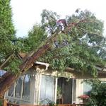 Tree on house caused by wet soil from rain and strong winds