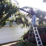 Tree on a van caused by heavy rain and winds